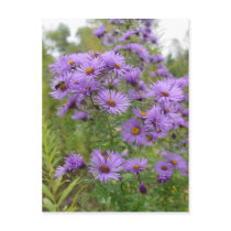 Purple Asters Post Cards