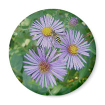 Purple Asters with Bee Fly Magnet