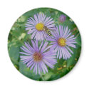Purple Asters with Bee Fly Magnet