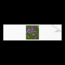 Purple Beauty bumper stickers