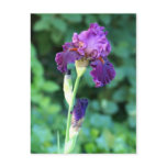 Purple Beauty postcards