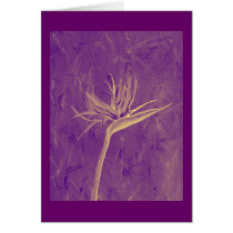 Purple Bird of Paradise