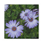 Purple/Blue-Daisy-Magnet