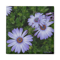 Purple/Blue-Daisy-Magnet