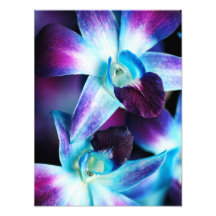 Purple & Blue Dendrobium Orchid Customized Orchids Photo