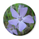 Purple Blue Flower magnets