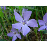Purple Blue Flower Photo Cutout