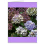 Purple Blue Hydrangeas