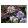 Purple Blue Hydrangeas