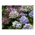 "Purple Blue Hydrangeas"  Custom Notes Post Card