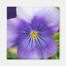 Purple-Blue Pansy magnet