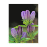 purple bottle gentian postcard