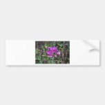 Purple Bougainvillea Photo Bumper Stickers