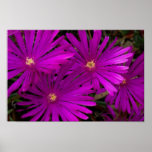 Purple Cactus Flowers Poster posters