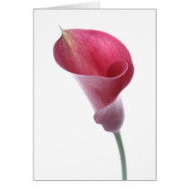 Purple Calla Lily