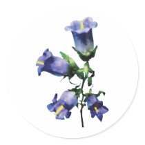 Purple Canterbury Bells