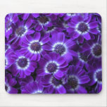 Purple Cineraria mousepads