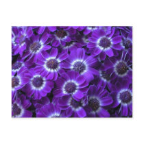 Purple Cineraria Post Cards