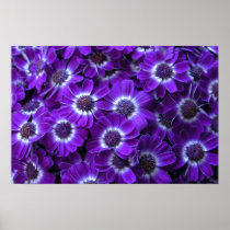 Purple Cineraria Posters