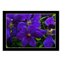 Purple Clematis ATC Business Cards