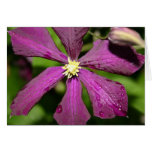 Purple Clematis Card