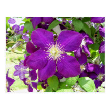 Purple Clematis Postcards