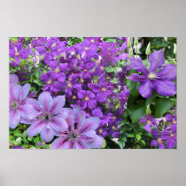 Purple Clematis Poster