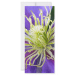 Purple Clematis rack cards
