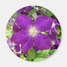Purple Clematis Refrigerator Magnets