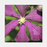 Purple Clematis Refrigerator Magnets