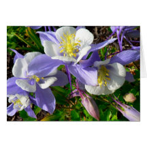 Purple Columbine Greeting Cards