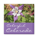 Purple Columbine magnets