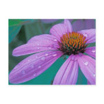 Purple Cone flower with water drops