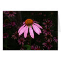 Purple cone flowers cards