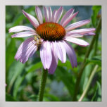 Purple Coneflower and Bee posters