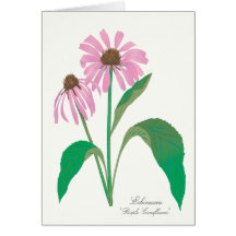 Purple Coneflower Greeting Card