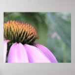 Purple Coneflower in Profile posters