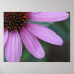 Purple Coneflower posters