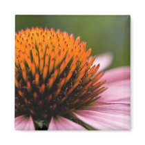 Purple Coneflower | Sonnenhut Refrigerator Magnets