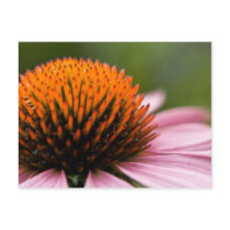 Purple Coneflower | Sonnenhut