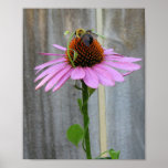 Purple Coneflower With Bee posters
