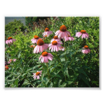 Purple Coneflowers Art Photo
