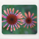 Purple Coneflowers Mouse Pad