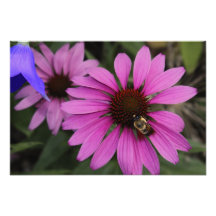 Purple Coneflowers Photograph