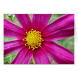 Purple Cosmos Floral Photography Blank Card
