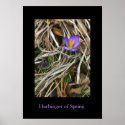Purple Crocus, Harbinger of Spring posters