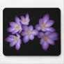 Purple Crocus