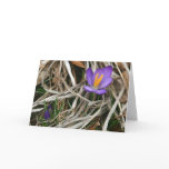 Purple Crocus Notecard