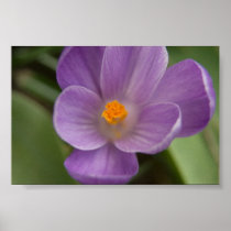 Purple Crocus PICT5930