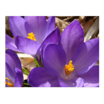 PURPLE CROCUS POST CARD